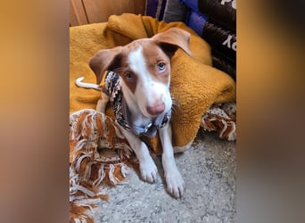 Jalo, ein zuckersüßer Podi Mix Bube