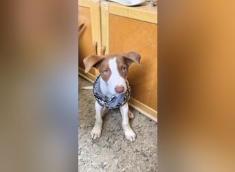 Jalo, ein zuckersüßer Podi Mix Bube