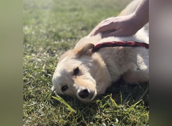 Tessa ein zartes Wesen