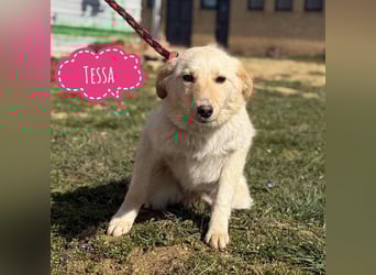 Tessa ein zartes Wesen