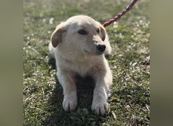 Tessa ein zartes Wesen