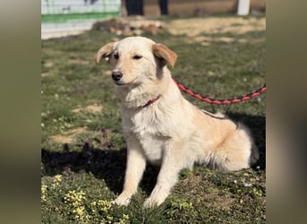 Tessa ein zartes Wesen