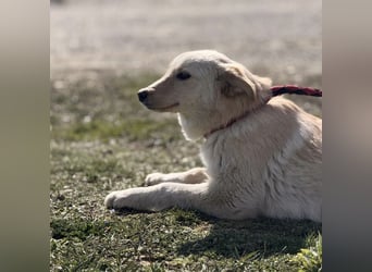 Tessa ein zartes Wesen