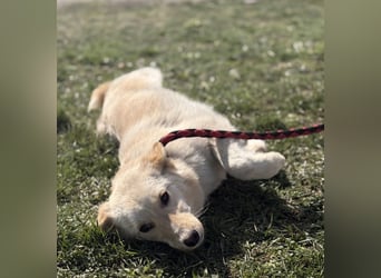 Tessa ein zartes Wesen