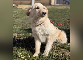 Tessa ein zartes Wesen