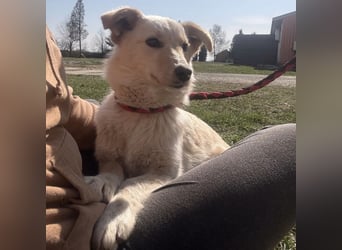 Tessa ein zartes Wesen