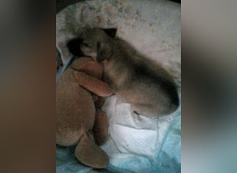 LUCERO-herziger, liebenswerter, ruhiger Bub sucht liebevolle Für-immer-Familie