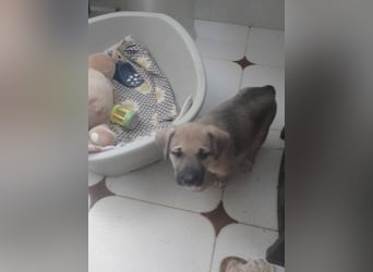 LUCERO-herziger, liebenswerter, ruhiger Bub sucht liebevolle Für-immer-Familie