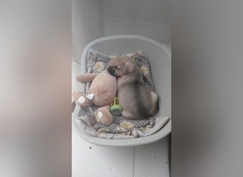 LUCERO-herziger, liebenswerter, ruhiger Bub sucht liebevolle Für-immer-Familie