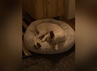 Babsi, freundlicher Wildfang mit Kuschelbedarf