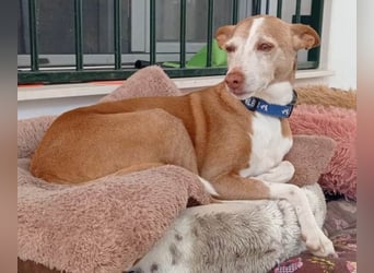 Notfall Canela sucht dringend eine liebe Familie