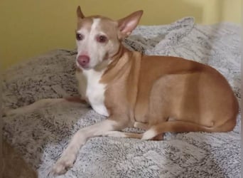 Notfall Canela sucht dringend eine liebe Familie