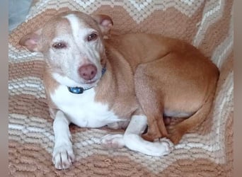 Notfall Canela sucht dringend eine liebe Familie