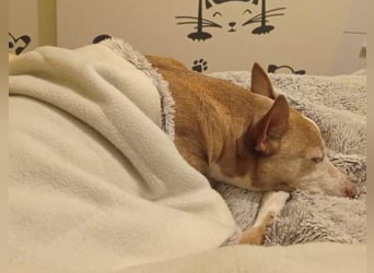 Notfall Canela sucht dringend eine liebe Familie