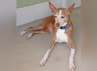 Notfall Canela sucht dringend eine liebe Familie