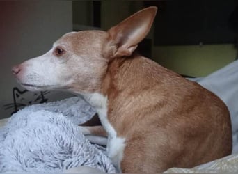 Notfall Canela sucht dringend eine liebe Familie