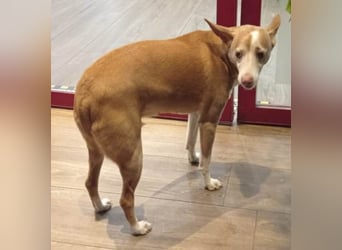 Notfall Canela sucht dringend eine liebe Familie