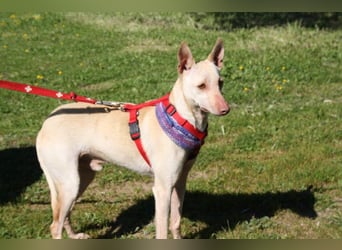 LUCAS-liebenswert, anhänglich, freundlich,  aber nach Ende der Jagdsaison einfach ausgesetzt