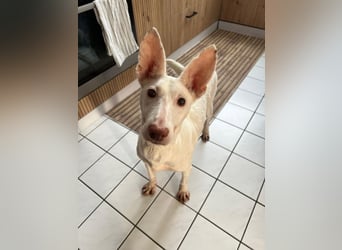 Susona – wartet in 47918 Tönisvorst auf dich