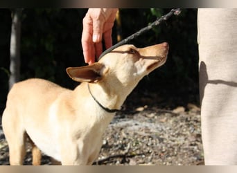 DAISY-zarte, süße Maus einfach ausgesetzt- jetzt wartet sie sehnsüchtig auf liebevolles Zuhause