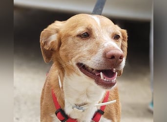 RODRI-besonderer Schatz, lieb, anhänglich wartet sehnsüchtig auf seine liebevolle Für-immer-Familie