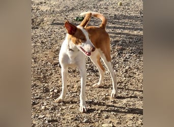 Zuckersüßer DILAN-sanfte Seele auf der Suche nach ihrer liebevollen Für-immer-Familie