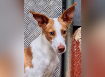 Zuckersüßer DILAN-sanfte Seele auf der Suche nach ihrer liebevollen Für-immer-Familie