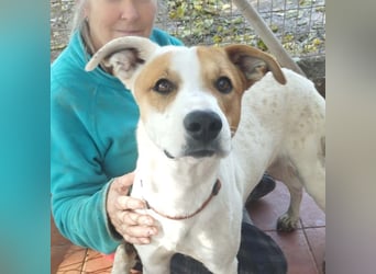 KIKO-kleiner Sonnenschein mit großem Herzen sucht Für-immer-Zuhause