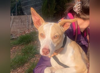 TAPI-wundervoller, junger Bub mit einem großen Herzen sucht seine liebevolle Für-immer-Familie