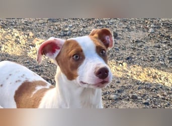 BELI-lieb, sozial, fröhlich, erobert die Herzen im Sturm, sucht ihre Für-immer-Familie