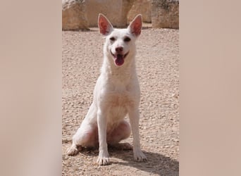 Sanfte NALA-wartet sehnsüchtig auf liebesvolles Für-immer-Zuhause