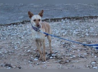 Kleine FUDGE mit riesengroßem, liebenswerten Herzen sehnt sich nach liebevollem Zuhause