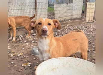 ROBE-gute-Laune-Paket wünscht sich sehnlichst ein liebevolles Zuhause!