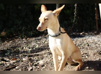 DAISY-zarte, süße Maus einfach ausgesetzt- jetzt wartet sie sehnsüchtig auf liebevolles Zuhause