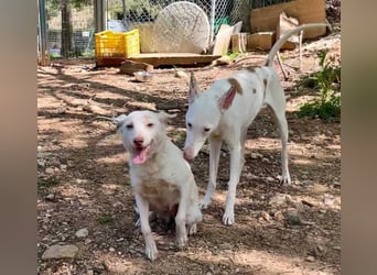 Sanfte NALA-wartet sehnsüchtig auf liebesvolles Für-immer-Zuhause