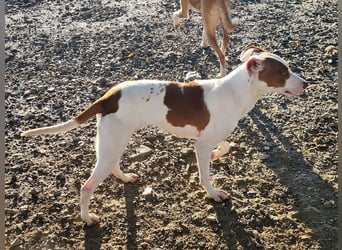 BELI-lieb, sozial, fröhlich, erobert die Herzen im Sturm, sucht ihre Für-immer-Familie