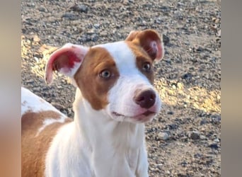 BELI-lieb, sozial, fröhlich, erobert die Herzen im Sturm, sucht ihre Für-immer-Familie