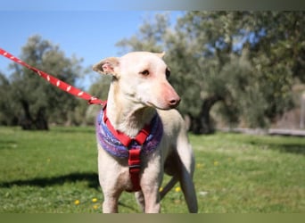 LUCAS-liebenswert, anhänglich, freundlich,  aber nach Ende der Jagdsaison einfach ausgesetzt