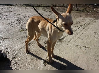 DAISY-zarte, süße Maus einfach ausgesetzt- jetzt wartet sie sehnsüchtig auf liebevolles Zuhause