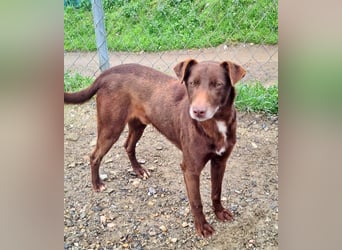 COLT- freundlicher, gut gelaunter Bub wartet sehnsüchtig auf seine liebevolle Für-immer-Familie