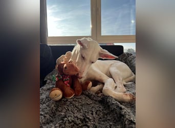 Susona – wartet in 47918 Tönisvorst auf dich