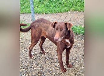 COLT- freundlicher, gut gelaunter Bub wartet sehnsüchtig auf seine liebevolle Für-immer-Familie