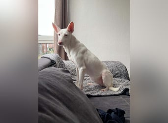 Susona – wartet in 47918 Tönisvorst auf dich