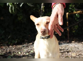 DAISY-zarte, süße Maus einfach ausgesetzt- jetzt wartet sie sehnsüchtig auf liebevolles Zuhause