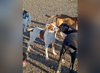 BELI-lieb, sozial, fröhlich, erobert die Herzen im Sturm, sucht ihre Für-immer-Familie