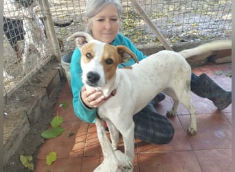 KIKO-kleiner Sonnenschein mit großem Herzen sucht Für-immer-Zuhause