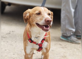 RODRI-besonderer Schatz, lieb, anhänglich wartet sehnsüchtig auf seine liebevolle Für-immer-Familie