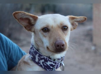 Kleine FUDGE mit riesengroßem, liebenswerten Herzen sehnt sich nach liebevollem Zuhause