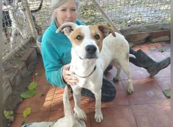 KIKO-kleiner Sonnenschein mit großem Herzen sucht Für-immer-Zuhause