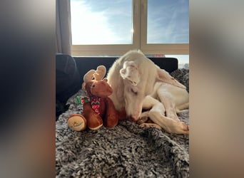 Susona – wartet in 47918 Tönisvorst auf dich